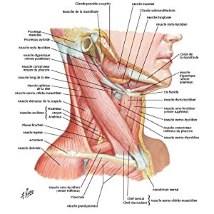 Mémofiches Anatomie Netter - Tronc Broché – Illustré, 8 juillet 2020 de John T. Hansen (Auteur) – Image 2