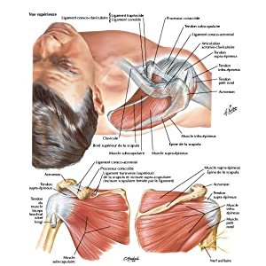 Mémofiches Anatomie Netter - Tronc Broché – Illustré, 8 juillet 2020 de John T. Hansen (Auteur) – Image 3