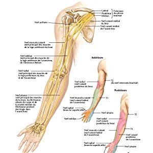 Mémofiches Anatomie Netter - Tronc Broché – Illustré, 8 juillet 2020 de John T. Hansen (Auteur) – Image 4