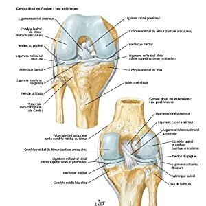 Mémofiches Anatomie Netter - Tronc Broché – Illustré, 8 juillet 2020 de John T. Hansen (Auteur) – Image 5